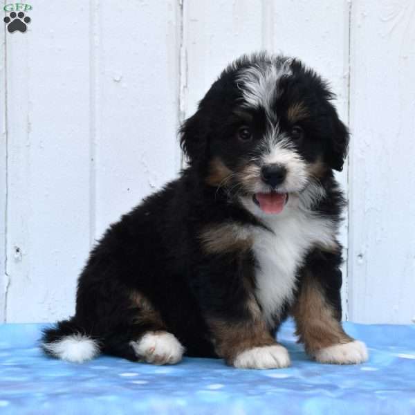 Case, Mini Bernedoodle Puppy